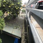 石塀の上から物置の屋根と八朔