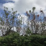 盗難の被害を受けた木と受けていない木